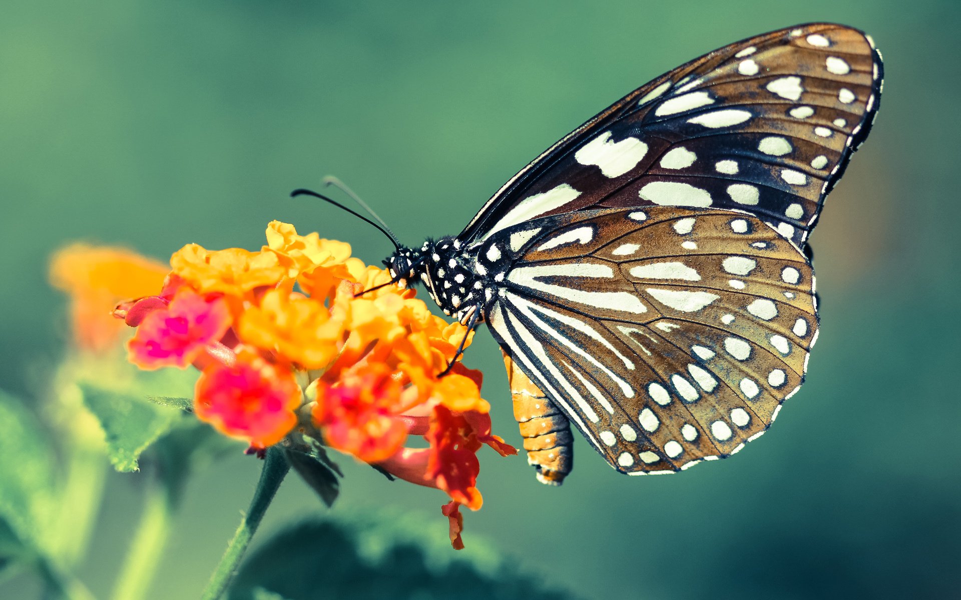 球队将更多依赖结构完整的体系球员，球队越来越壮大