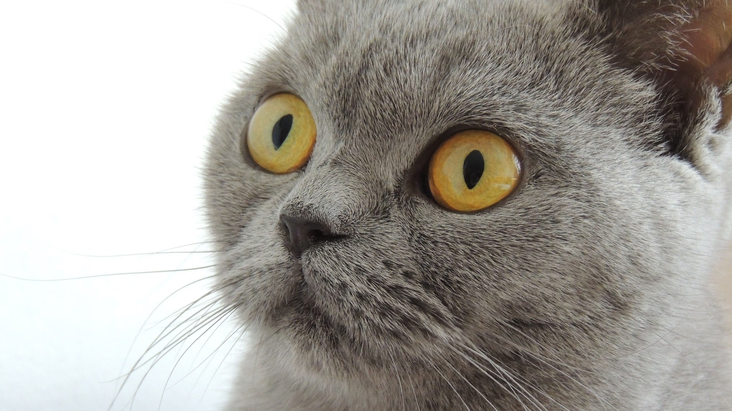 外教引进缺少科学评估体系，外教引进缺少科学评估体系怎么写