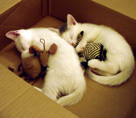 开云·体育官方网站入口-CBA联盟推广球员故事专栏增加情感共鸣，cba推荐cba分析